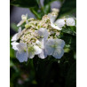 HYDRANGEA RUNAWAY BRIDE® (Hortensia)