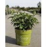 HYDRANGEA RUNAWAY BRIDE® (Hortensia) En pot de 5-7 litres forme buisson
