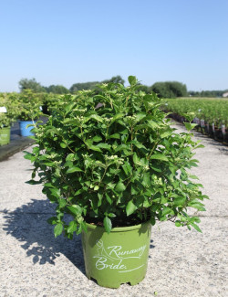 HYDRANGEA RUNAWAY BRIDE En pot de 15-20 litres
