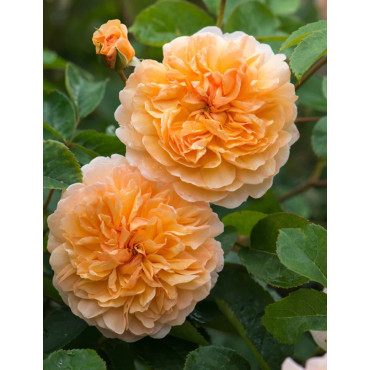 ROSIER DAVID AUSTIN PORT SUNLIGHT® (Rosier anglais)