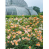 ROSIER DAVID AUSTIN PORT SUNLIGHT® (Rosier anglais)