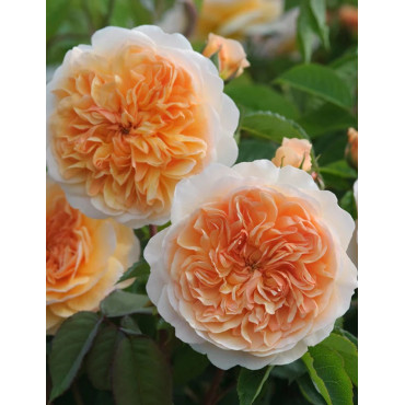 ROSIER DAVID AUSTIN PORT SUNLIGHT® (Rosier anglais)