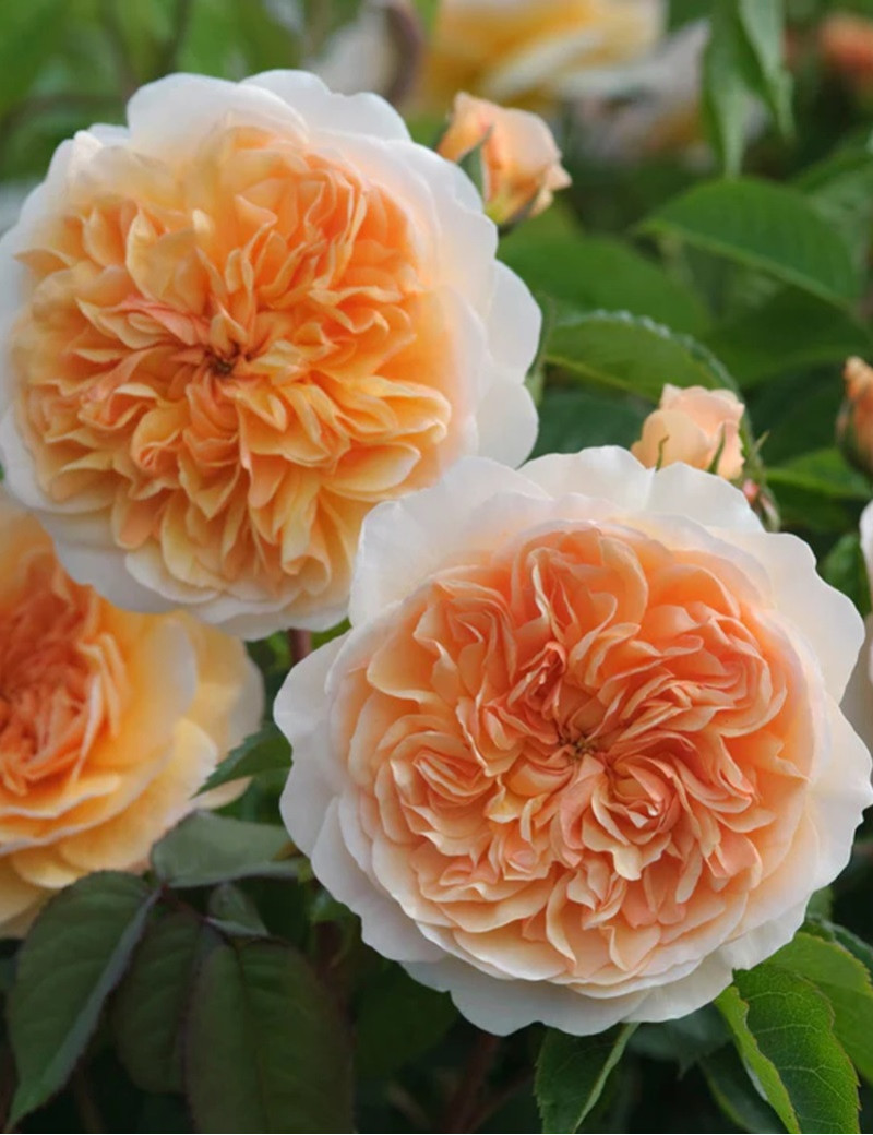 ROSIER DAVID AUSTIN PORT SUNLIGHT® (Rosier anglais)