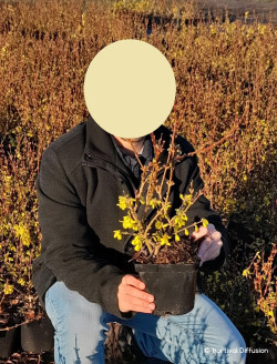 FORSYTHIA intermedia LYNWOOD GOLD