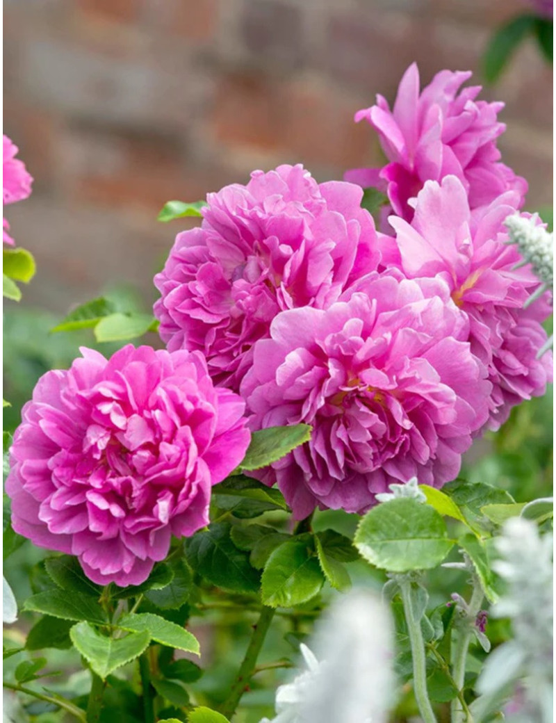 ROSIER DAVID AUSTIN PRINCESS ANNE® (Rosier anglais)