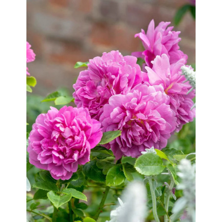 ROSIER DAVID AUSTIN PRINCESS ANNE® (Rosier anglais)