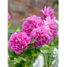 ROSIER DAVID AUSTIN PRINCESS ANNE® (Rosier anglais)