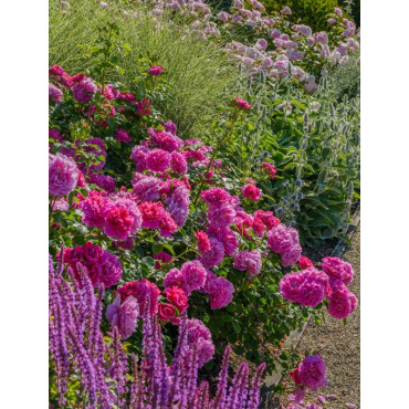 ROSIER DAVID AUSTIN PRINCESS ANNE® (Rosier anglais)