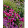 ROSIER DAVID AUSTIN PRINCESS ANNE® (Rosier anglais)