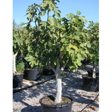 FIGUIER NOIRE DE CAROMB (Ficus carica) - En pot de 70-90-110 litres forme tige hauteur de tronc 90-110 cm