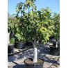FIGUIER NOIRE DE CAROMB (Ficus carica) - En pot de 70-90-110 litres forme tige hauteur de tronc 90-110 cm