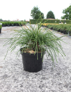 THUJA plicata WHIPCORD En pot de 7-10 litres