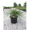 THUJA plicata WHIPCORD (Thuya géant Whipcord) En pot de 7-10 litres