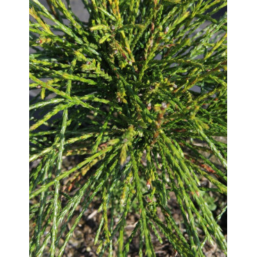 THUJA plicata WHIPCORD (Thuya géant Whipcord)