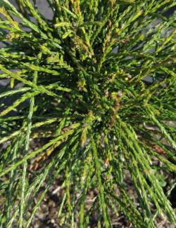 THUJA plicata WHIPCORD