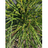 THUJA plicata WHIPCORD (Thuya géant Whipcord)