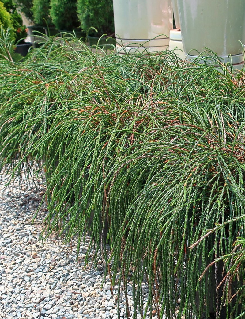 THUJA plicata WHIPCORD (Thuya géant Whipcord)