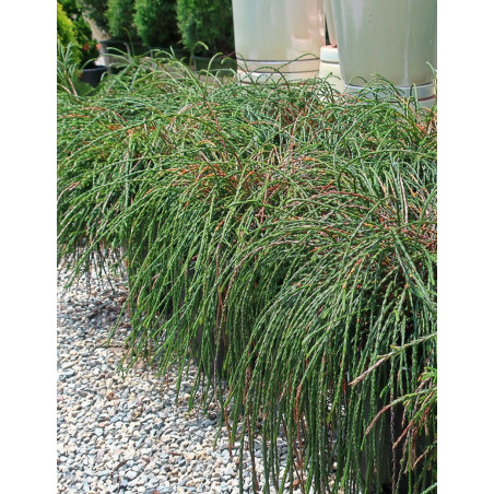 THUJA plicata WHIPCORD (Thuya géant Whipcord)