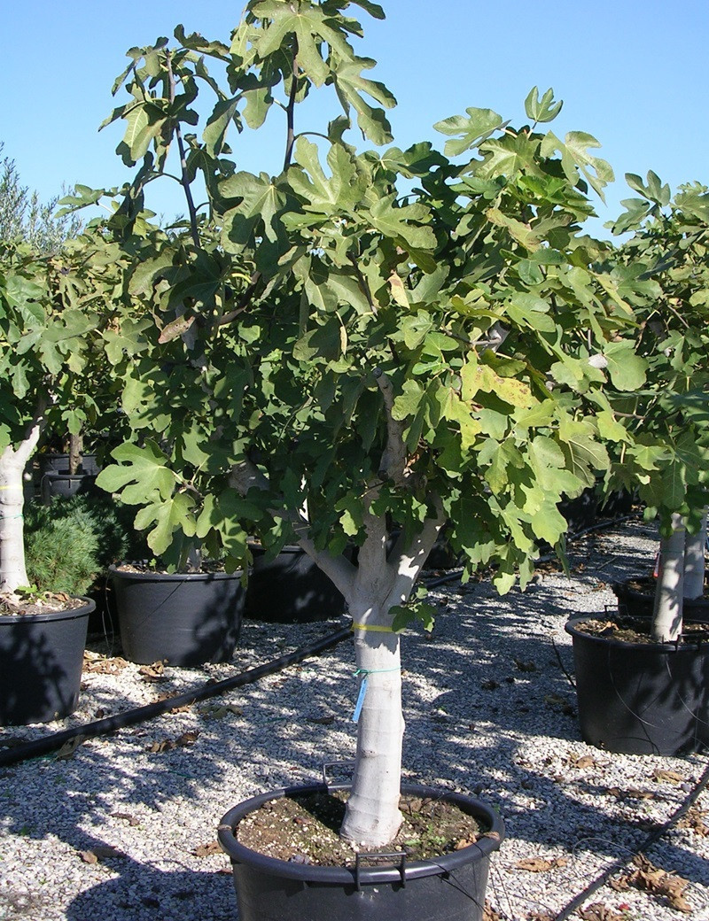 Ficus Carica Madeleine Ficus Carica Double R colte TUFWQN ficus-carica-madeleine-ficus-carica-double-r-colte-tufwqn