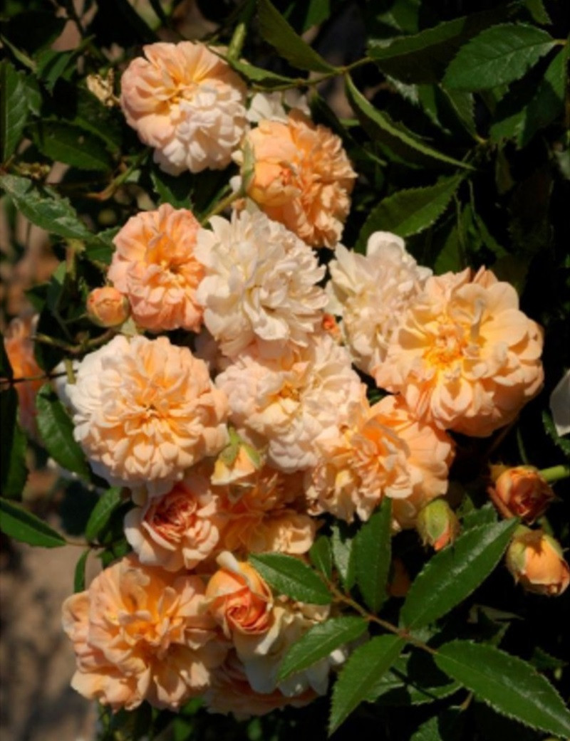 ROSIER GHISLAINE DE FÉLIGONDE