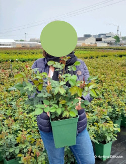 ROSIER DAVID AUSTIN BOSCOBEL En pot de 5-7 litres