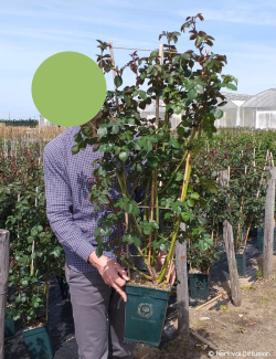 ROSIER DAVID AUSTIN JAMES GALWAY En pot de 5-7 litres