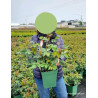ROSIER DAVID AUSTIN PORT SUNLIGHT En pot de 5-7 litres