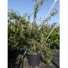 DIPELTA yunnanensis En pot de 50-70 litres