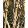 DIPELTA yunnanensis
