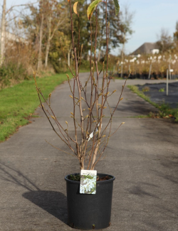 MAGNOLIA WADA'S MEMORY En pot de 15-20 litres