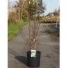 MAGNOLIA WADA'S MEMORY (Magnolier) En pot de 15-20 litres forme buisson