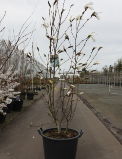 MAGNOLIA WADA'S MEMORY En pot de 30-35 litres