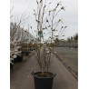 MAGNOLIA WADA'S MEMORY (Magnolier) En pot de 30-35 litres forme buisson