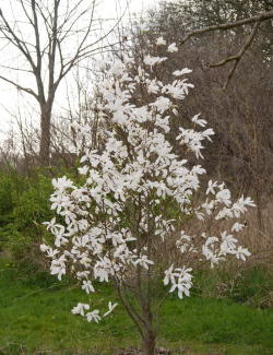 MAGNOLIA WADA'S MEMORY