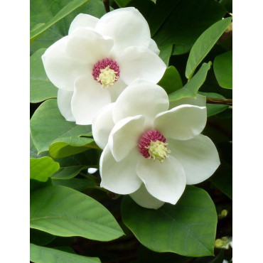 MAGNOLIA sieboldii (Magnolier)