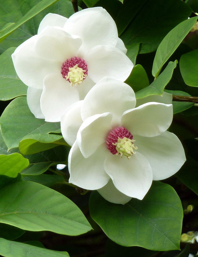 MAGNOLIA sieboldii (Magnolier)