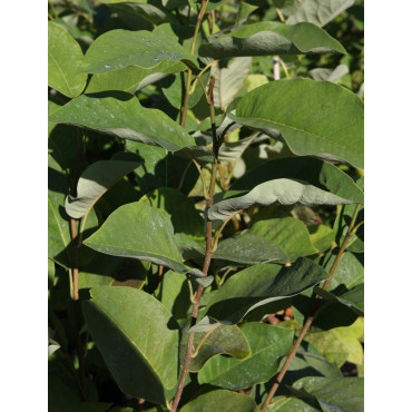 MAGNOLIA sieboldii (Magnolier)