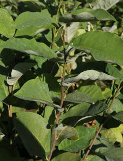 MAGNOLIA sieboldii