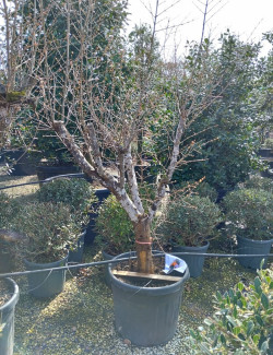 PUNICA granatum En pot de 70 litres Vieux sujet âgé de 5-6 ans