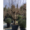 PUNICA granatum En pot de 110 litres Vieux sujet âgé de 15 ans