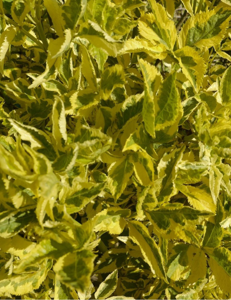 SAMBUCUS nigra MADONNA SAMBUCUS nigra MADONNA