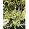 SAMBUCUS nigra MADONNA