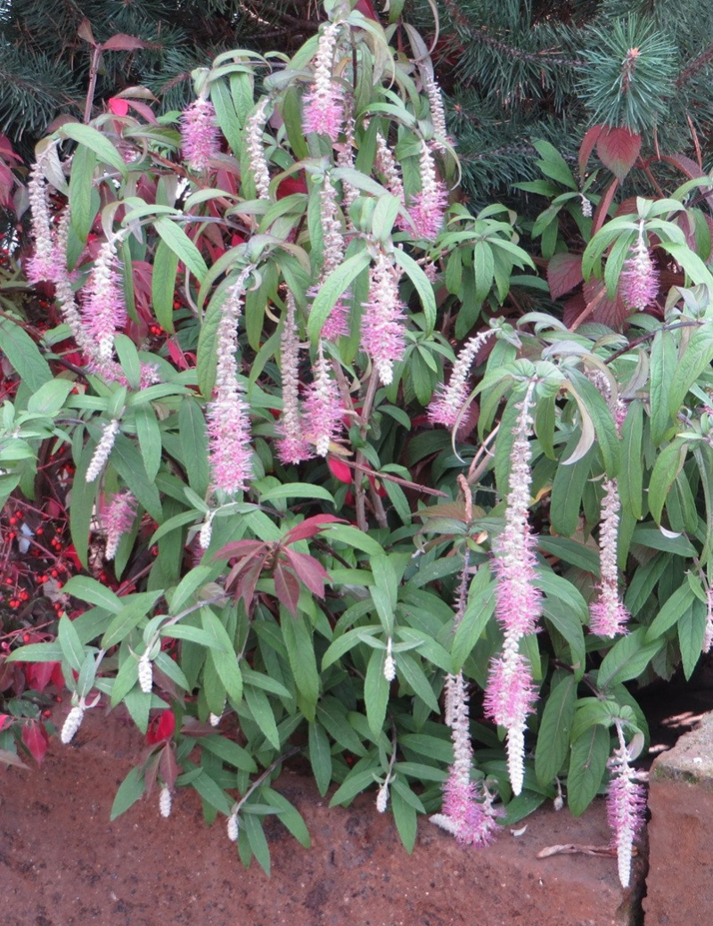 ROSTRINUCULA dependens HAPPY CASCADE