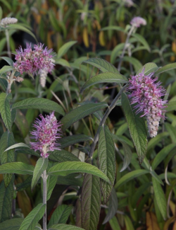 ROSTRINUCULA dependens HAPPY CASCADE