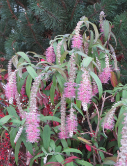 ROSTRINUCULA dependens HAPPY CASCADE