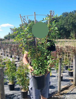 ROSIER GHISLAINE DE FÉLIGONDE En pot de 5-7 litres