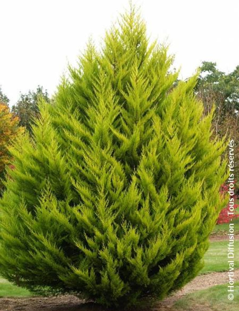 CUPRESSUS macrocarpa GOLDCREST (Cyprès de Monterey Goldcrest)