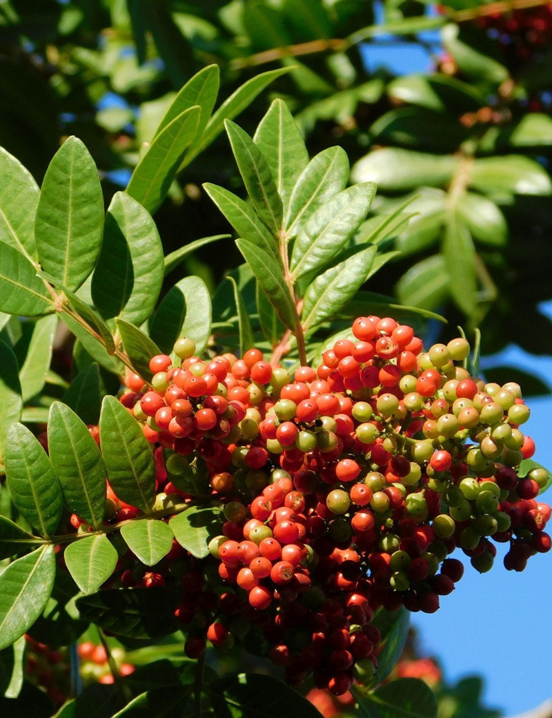 PISTACIA lentiscus (Arbre au mastic, Pistachier lentisque, Pistachier térébinthe)