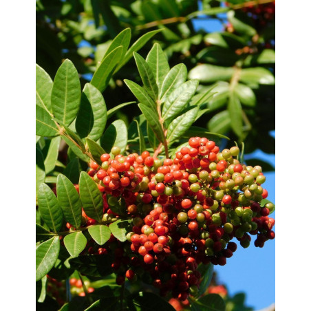 PISTACIA lentiscus (Arbre au mastic, Pistachier lentisque, Pistachier térébinthe)