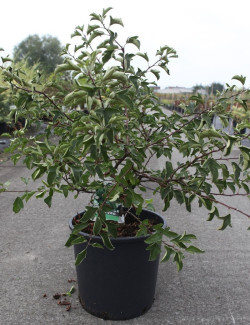 MALUS toringo TINA En pot de 15-20 litres forme buisson